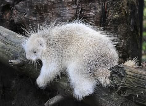 Albino Porcupine Rare Albino Animals, Albino Animals, Unusual Animals, Rare Animals, Pretty Animals, Silly Animals, Amazing Animals, 영감을 주는 캐릭터, Unique Animals