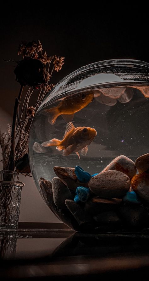 #byme #fish #photography #art #wallpaper Cute Fish Aesthetic, Fish Pet Aesthetic, Fish Aesthetic Wallpaper, Fish Tank Wallpaper, Goldfish Aesthetic, Fish Tank Aesthetic, Cool Fish Tank Decorations, Cute Drawing Images, Fish Photography