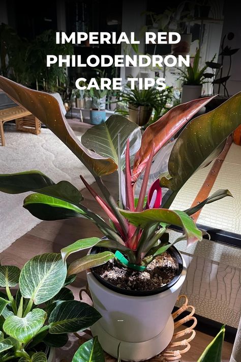 Embark on a journey of botanical expertise with our exclusive guide to Imperial Red Philodendron care, where every leaf holds the key to vibrant success. Uncover the secrets of nurturing this majestic beauty, and transform your space into a haven of lush elegance. Click now to discover the art of Imperial Red Philodendron care and follow us for a continuous flow of plant wisdom and inspiration! Red Leaf Philodendron, Imperial Red Philodendron, Philodendron Care Tips, Philodendron Imperial Red, Philodendron Erubescens, Philodendron Care, Philodendron Plant, Desk Plants, Red Plants