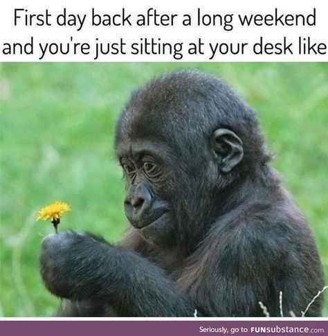 Meme of a monkey staring dumb at a yellow flower - captioned as how it feels to be back at your desk after a long weekend. Weekend Humor, Haiwan Peliharaan, Work Memes, Amazing Animals, E Card, Work Humor, Teacher Humor, Funny Animal Pictures, Long Weekend