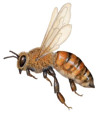 Image result for side view queen bee Bee Side View, Queen Honey Bee, Heart Puns, Side View Drawing, Bee Wings, Spring Art Projects, Bee Drawing, Realistic Watercolor, Honey Bee Hives