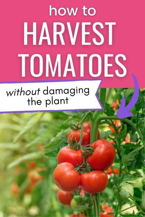 When To Harvest Tomatoes, Harvesting Tomatoes, Tomato Planting, How To Store Tomatoes, Tomato Gardening, Harvesting Basil, Harvest Vegetables, Growing Vegetables Indoors, Tomato Growing