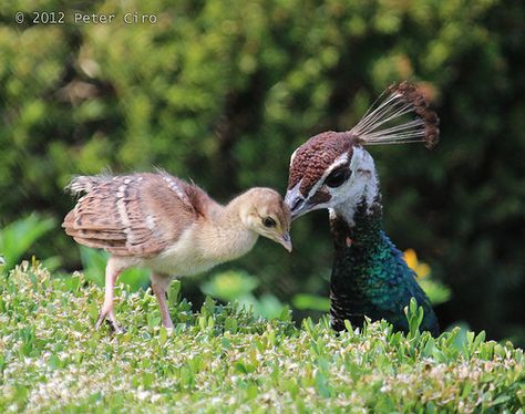 Momma and Baby Peacock Baby Peacock, Peacock Baby, Peacock Pictures, Turkey Hunting, Charles Darwin, Animal Sketches, Pretty Birds, How To Set Up, Cute Birds