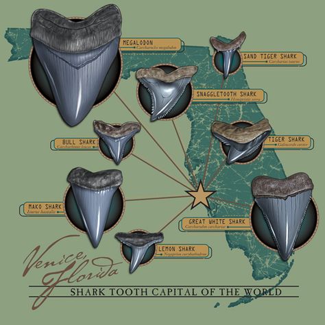 Shark Teeth Crafts, Venice Beach Florida, Shark Facts, Teeth Art, Automotive Illustration, Florida Adventures, Fossil Hunting, Sanibel Island Florida, Rock Hunting