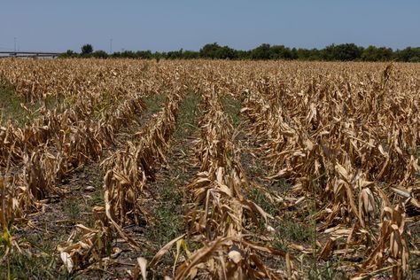 Dried-Out Farms From China to Iowa Will Pressure Food Prices - Bloomberg Corn Crop, Yangtze River, Corn Plant, River Basin, Stage Set, All About Plants, Water Supply, All About Eyes, Nature Pictures