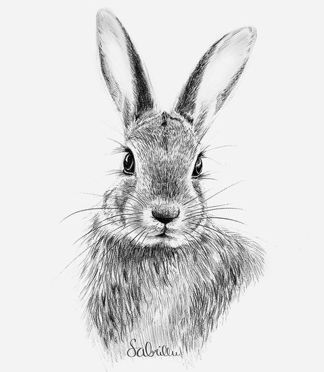 How to Draw a Bunny Face - A Step-by-Step Rabbit Drawing Guide Easy Bunny Drawing, Draw A Bunny, Bunny Sketches, Rabbit Artwork, Hare Rabbit, Bunny Watercolor, Rabbit Drawing, Bunny Drawing, Rabbit Art