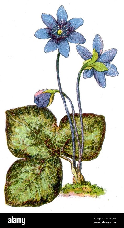 liverwort / Hepatica nobilis, Syn.: Anemone hepatica, Hepatica triloba / Leberblümchen / botany book, 1909 Stock Photo - Alamy Hepatica Flower, Anemone Hepatica, Hepatica Nobilis, Botany Books, Australian Wildflowers, Anniversary Ideas, Flower Applique, Anemone, Botany