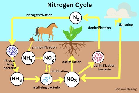 Learn Chemistry, Cycle Drawing, Nitrogen Fixation, Nitrogen Cycle, Organic Molecules, School Book Covers, Nucleic Acid, Baby Life Hacks, Natural Ecosystem