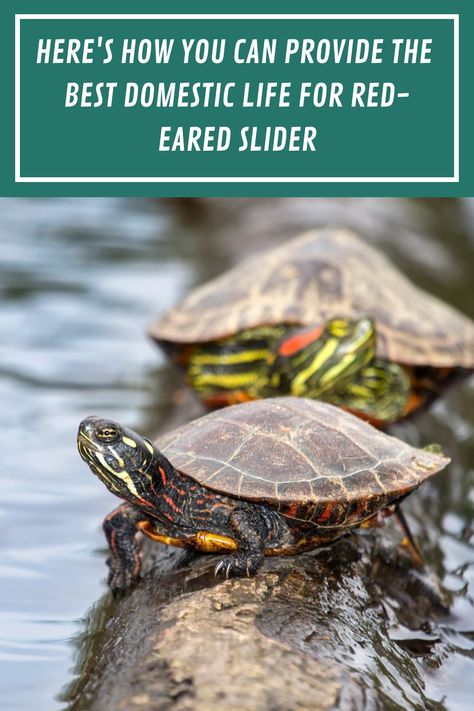 Red-eared slider turtles are hardy and relatively easy to care for, as long as you feed them the right food and procide them with the right environment. Learn here some tips on how to care for your pet turtle. #aquariumpet #redearedturtle #aquariumturtle Red Eared Slider Turtle Habitat, Pet Turtle Care, Red Ear Turtle, Outdoor Tortoise Enclosure, Turtle Tank Setup, Pond Habitat, Aquarium Pets, Turtle Activities, Turtle Enclosure