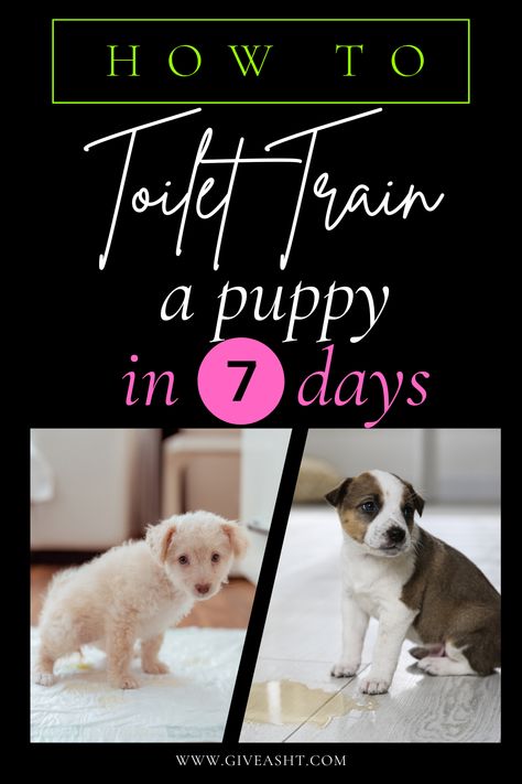 Dive into our 7-day blueprint to doggy potty perfection! Learn how to toilet train a puppy in 7 days and reclaim your clean carpets. Every pup’s a challenge, but with our guide, every home can be a mess-free zone! 🐾 Toilet Training Puppies, How To Potty Train A Puppy, Indoor Dog Potty Diy, Puppy Potty Training Schedule, Dog Potty Diy, Potty Training Schedule, Puppy Toilet Training, Indoor Dog Potty, Dog Owner Tips