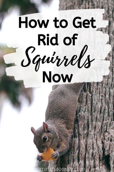 Squirrel Repellant, Get Rid Of Squirrels, Growing Geraniums, Ground Squirrel, Urban Gardens, Amaryllis Bulbs, Tulip Bulbs, Strawberry Plants, Red Squirrel