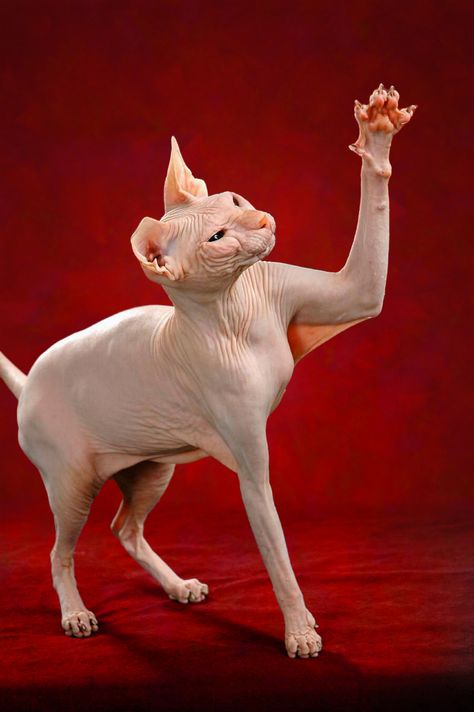 DONSKOY aka DON-SPHYNX: rare russian hairless cat, unrelated to the better known Sphynx breed. The Don hairlessness is caused by a dominant gene, whereas the Sphynx hairlessness is caused by a recessive gene. | Ph: Beatriche Fleur-de-Lis. Cream. Don Amour cattery < http://www.don-sphynx.eu > Dwelf Cat, Elf Cat, Hairless Cat, The Don, Sphynx Cat, Sphynx, Cat Breeds, Cats And Kittens, Cute Cats