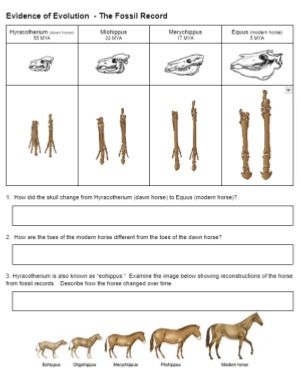 Examine the Evidence for Evolution with this Worksheet Evidence Of Evolution, Biology Corner, Comparative Anatomy, Pelvic Bone, Bee Book, Theory Of Evolution, Ap Biology, Cell Biology, Natural Selection