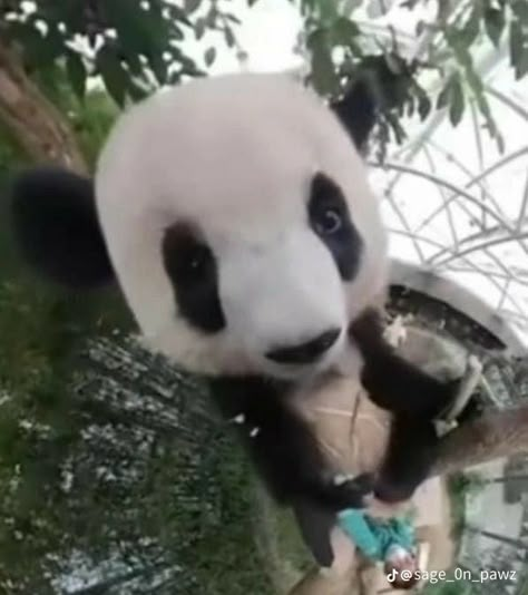 Panda Profile Pic, Panda Funny Face, Panda Pfp, Silly Panda, Funny Panda Pictures, Aesthetic Pets, Cute Panda Gif Funny, Cute Panda Baby, Pandas Being Chaotic