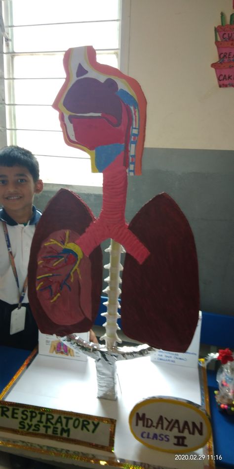 Model Of Lungs Project, Human Respiratory System Model, Lung Model Projects, Lungs Model Projects, 3d Respiratory System Project, Lungs Project, Lungs Model, Respiratory System Model, Respiratory System Projects