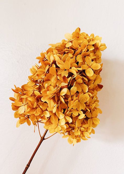 Imagine these gorgeous orange hydrangeas with rust tones in a vase on your side table, or in your rustic or vintage wedding bouquet. Either way, these hydrangeas are so beautiful, and they will last a long time for your enjoyment!  Burnt Orange, Rust, and Yellow 23" Tall x 5-8" Blooms 3 Stems per Bunch Preserved Product of the USA Each hydrangea is naturally beautiful, and each one will be unique. Flowers will fade over time, keep out of direct sunlight. Woodland Party Theme, Preserved Hydrangea, Bouquet Home Decor, Dried Flowers Wedding, Diy Arrangements, Diy Wedding Flowers, Small Bouquet, Floral Quilt, Dried Floral