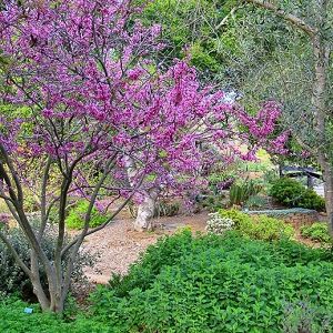 Cercis canadensis 'Ace of Hearts' (Eastern Redbud) Western Redbud, Cercis Canadensis, Judas Tree, Front Yard Plants, Eastern Redbud, Flowering Cherry Tree, Redbud Tree, Alpine Plants, Plants To Grow