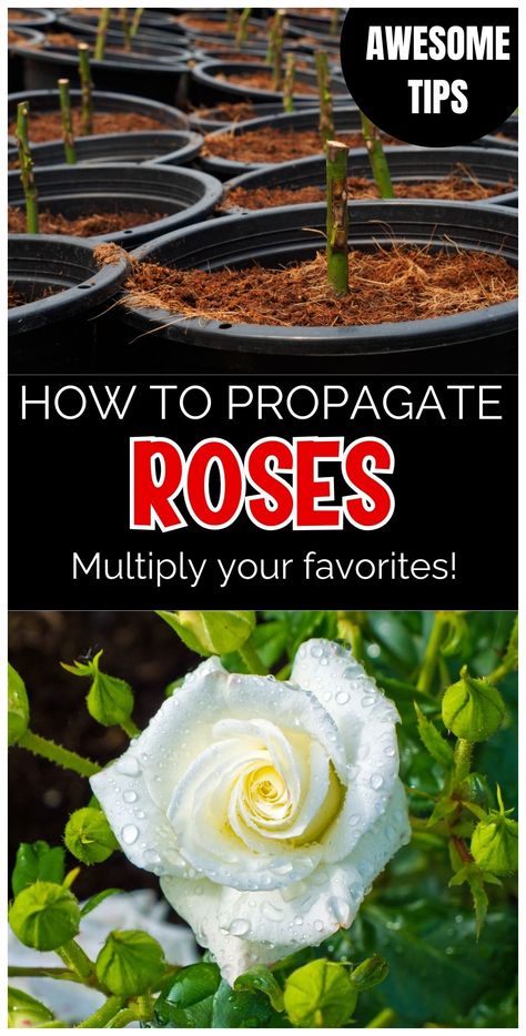 Explore the amazing process of cultivating roses from cuttings in this how to propagate roses guide.  Fun gardening project. Propagate Roses From Cuttings, Roses From Cuttings, Propagate Roses, Roses Garden Care, Propagate Rosemary, Propagating Roses, Rose Plant Care, Rose Cuttings, Rose Bushes