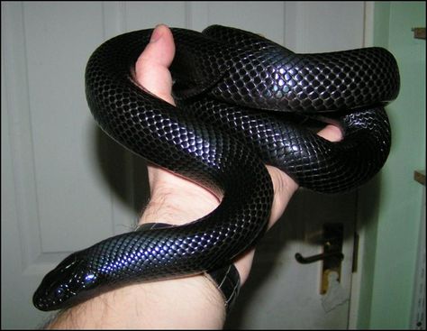 Mexican Black Kingsnake. A gentle snake that makes a great first reptile companion. Black Mexican King Snake, Creepy Snake, Mexican Black Kingsnake, King Snakes, California King Snake, Black Mamba Snake, King Snake, Creepy Animals, Pretty Snakes