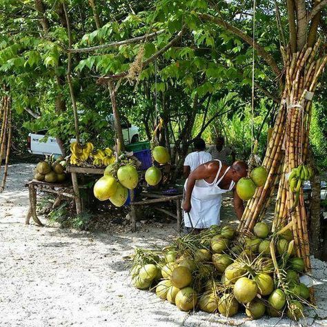 Jamaica fresh coconut Jamaica Photos, Jamaica Food, Jamaica Beaches, Jamaican Culture, Caribbean Culture, Fresh Coconut, Jamaica Travel, Blue Hole, Natural Drinks