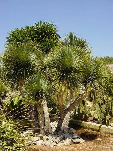 Yucca rostrata (Beaked Blue Yucca) - Another trunked yucca for all but the northern mountain areas. Needs well-drained soil. Yuka Plant, Beaked Yucca, Cactus Garden Landscaping, Yucca Rostrata, Tropical Bedding, Low Water Gardening, Tropical Garden Design, Landscaping Inspiration, Dry Garden