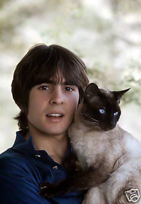 Davy Jones circa 1969 Davy Jones Monkees, Celebrities With Cats, Men With Cats, Davy Jones, The Monkees, Cat People, Siamese Cats, Crazy Cat Lady, Beautiful Cats