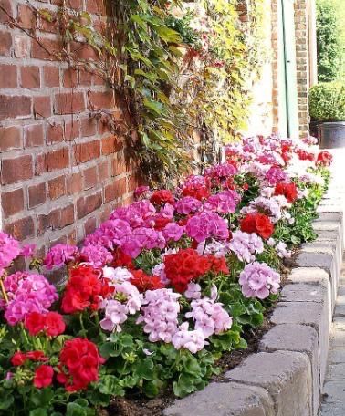 Perrenial Gardens Layout, Perrenial Gardens Layout Front Yards, Perrenial Gardens, Foto Booth, Geraniums Garden, Rose Garden Landscape, Geranium Plant, Pink Geranium, Geranium Flower