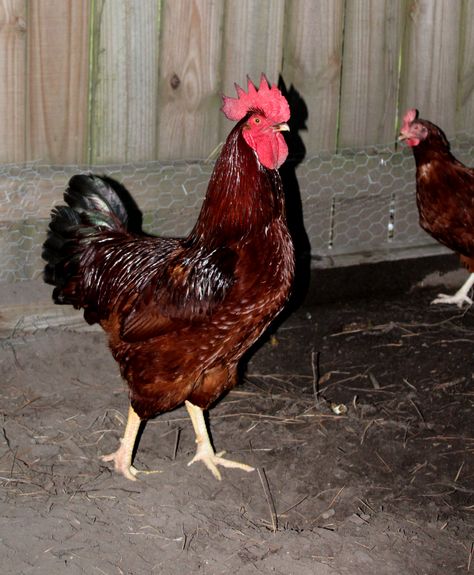 My Rhode Island Red Rooster named Rudy Rooster Names, Rhode Island Red Rooster, Rhode Island Red Chickens, Rhode Island Red, Chicken Coup, Red Rooster, Chicken Breeds, Pet Chickens, Rhode Island