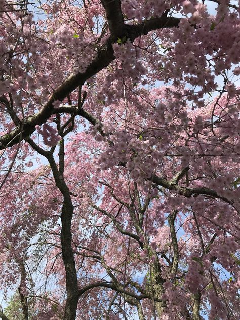 Cherry Blossom trees in Boston Japan Blossom, Cherry Blossom Forest, Cherry Blossom Aesthetic, Cherry Blossom Bouquet, Cherry Blossom Pictures, Pretty Flowers Pictures, Cherry Blossom Japan, Cherry Blossom Trees, Sakura Tree