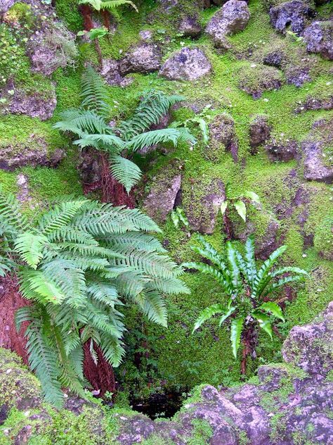 Fern Grotto, East Of The Sun, Ferns Garden, Halloween Ball, Yoga Space, Vivarium, New Roads, Backyard Makeover, Garden Supplies