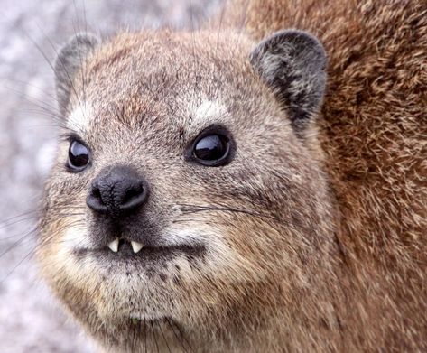 Rock Hyrax - Evidence supporting a common ancestor for hyraxes, elephants and the sirenians comes from some unusual shared characteristics. For exsample the tusks of hyraxes develop from the incisor teeth, like elephant tusks; in most other tusked mammals, the tusks develop from the canine teeth. And hyraxes, like elephants, have flattened, hoof-like nails on the tips of their toes, rather than the curved claws seen on some other mammals. Learning Biology, Rock Hyrax, Herbivorous Animals, Animals Tattoo, Tattoo Nature, Wild Baby, Cute Small Animals, Animal Print Wallpaper, Cuddly Animals