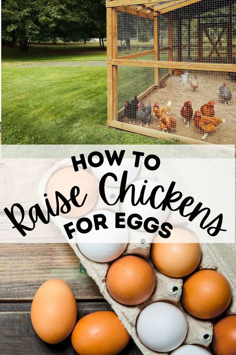 Caring For Chickens, Raising Chickens For Eggs, Chickens For Eggs, Baby Chicks Raising, Chicken Coop Decor, How To Raise Chickens, Backyard Chicken Farming, Chicken Life, Raise Chickens