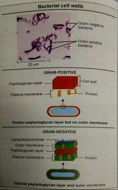 Bacterial cell wall (notes for medical laboratory technician /students) Cell Wall Notes, Wall Notes, Bacterial Cell, Medical Laboratory Technician, Gram Negative Bacteria, Plasma Membrane, Laboratory Technician, Cell Wall, Medical Laboratory