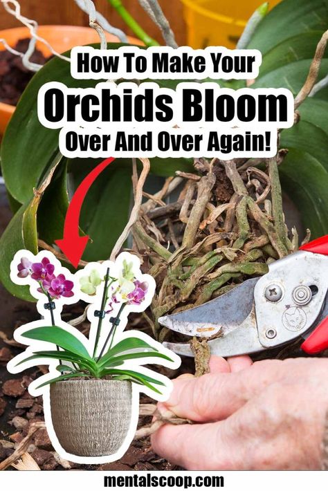 How To Make Your Orchids Bloom Over And Over Again! - Mental Scoop Orchid Potting Mix, Repotting Orchids, Indoor Orchids, Orchid Fertilizer, Types Of Mulch, Orchid Plant Care, Blooming Orchid, Orchid Varieties, Orchid Roots