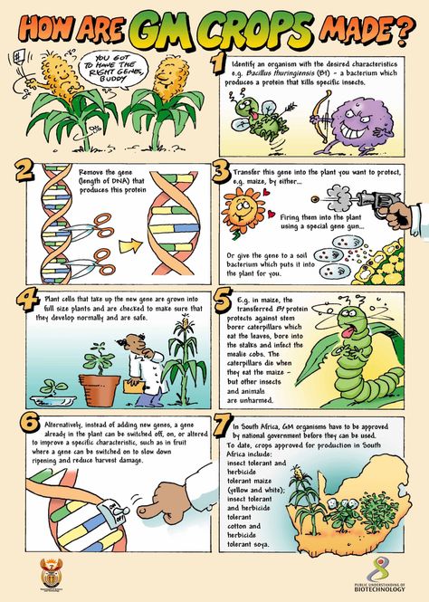 Method of growing GM Food Biotechnology Lessons, Pharmacy Career, Genetically Modified Organisms, Biology Worksheet, Genetically Modified Food, Biology Classroom, Engineering Activities, Gmo Foods, Ap Biology