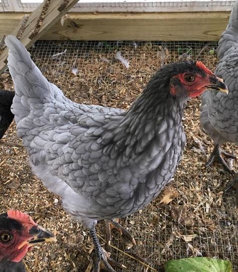 Sapphire Gem-Hoover's Hatchery Sapphire Olive Egger, Sapphire Olive Egger Chicken, Sapphire Gem Chicken, Olive Egger Chicken, Homestead Hacks, Rainbow Eggs, Cochin Bantam, Olive Egger, Chickens Coop