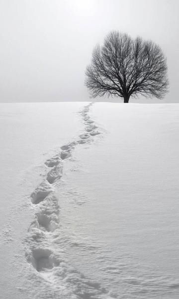 Footsteps Quiet Aesthetic, Painting References, Snow Photography, Tree Stands, Lone Tree, I Love Winter, Airbrush Art, Winter Beauty, Snow Scenes