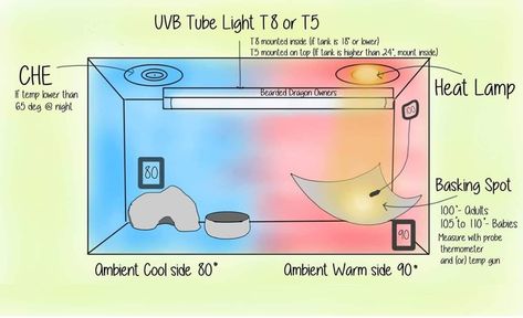 Dragon Knowledge, Bearded Dragon Lighting, Breaded Dragon, Diy Bearded Dragon Enclosure, Class Pets, Dragon Enclosure, Leopard Gecko Care, Bearded Dragon Diy, Bearded Dragon Enclosure