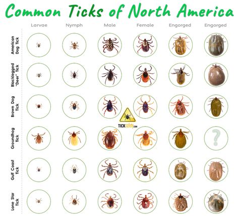 Tick identification is important for a number of reasons; the most important of which is figuring out what pathogens a tick may carry (and transmit). While it's typically much easier to identify an adult tick, immature ticks can also transmit diseases. Deer Tick Bite, Deer Ticks, Ticks On Dogs, Tick Bite, Vet Med, Brown Dog, Bugs And Insects, Lone Star, Ticks