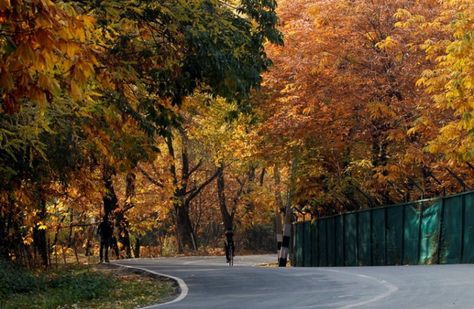 Autumn In India, Saffron Flower, Indus Valley Civilization, World Religions, Srinagar, Jammu And Kashmir, 10 Picture, Autumn Season, South Asia