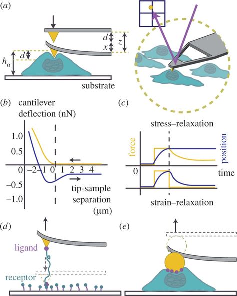 Investigating cell mechanics with atomic force microscopy ... Royal Society, Atom, The Process, Force, Pinterest Likes