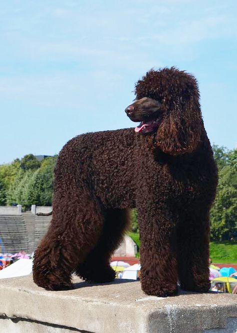 Rölli (Woodrock’s Wreck-It Ralph) Loved by Nina Kujala - Irish Water Spaniel - IWSCA Dogs Doodle, Dog Types, Water Spaniel, Irish Water Spaniel, Rare Dogs, Animal Inspiration, Spaniel Breeds, All Breeds Of Dogs, Dog Games