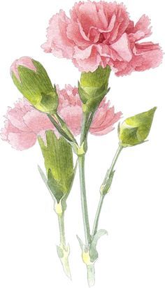 Pink carnations, Birth flowers and Watercolors on Pinterest Carnation Drawing, Pink Carnations, Carnation Flower, Watercolor Flower Art, 수채화 그림, Watercolor Flowers Paintings, Flower Art Painting, Watercolor Cards, الرسومات اللطيفة