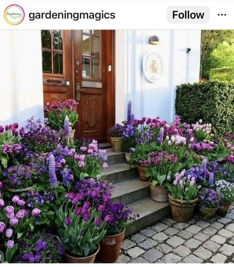 Tulips Garden Design, Container Garden Design, Container Gardening Flowers, Green Things, Tulips Garden, Garden Containers, Garden Layout, Garden Cottage, Container Plants