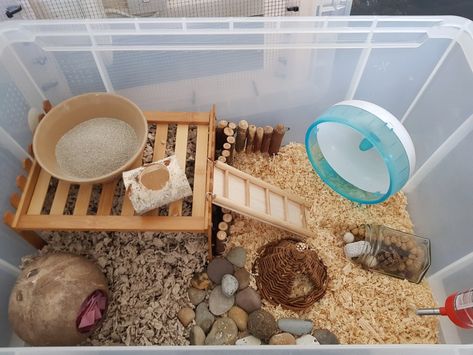 Hamster Bin Cage Set Up, Hamster Bin Cage Ideas, Bin Cage Ideas For Hamsters, Diy Hamster Cage Bin, Diy Bin Hamster Cage, Hedgehog Wheel, Hamster Storage Bin Cage, Russian Hamster, Bin Cage