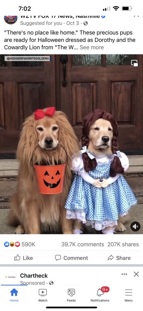 Diy Pet Costumes, Costume Lion, Cowardly Lion, Lion Dog, Dog Costume, Pet Costumes, Dog Dresses, Halloween Dress, Wizard Of Oz