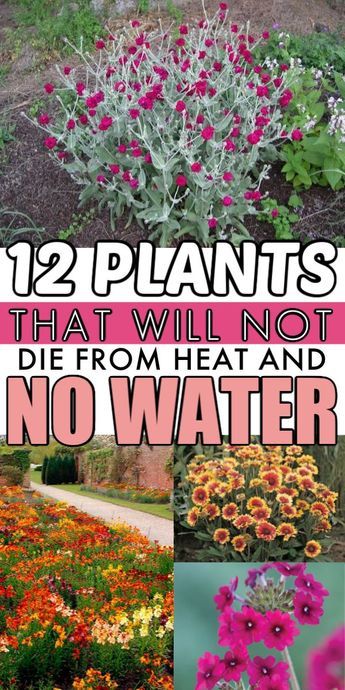 Drought Tolerant Flowers, Low Water Plants, Drought Tolerant Garden, Dry Desert, Desert Environment, Low Maintenance Landscaping, Walled Garden, Have Inspiration, The Secret Garden