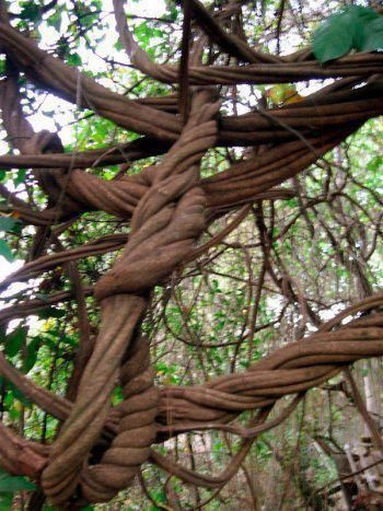 beautiful twisted branches. Don't know where this was taken. Psychoactive Plants, Sacred Plant, Cusco Peru, Unique Trees, Visionary Art, Medicinal Plants, Beautiful Tree, Botany, Mother Earth