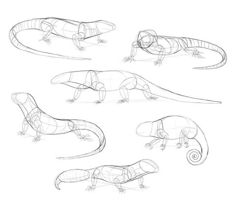 Lizard Pose Reference, Reptile Anatomy Drawing, Reptile Drawing Reference, Lizard Anatomy Drawing, Reptiles Sketch, Monitor Lizard Drawing, Gecko Sketch, Lizard Anatomy, Lizard Reference