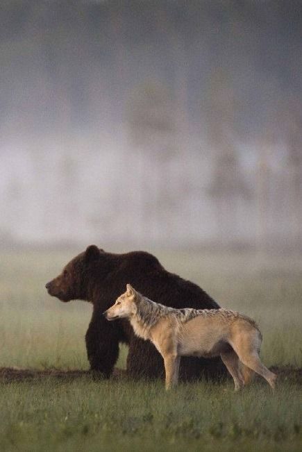 Photographer Lassi Rautiainen recently captured the profound partnership between a she-wolf and a brown bear in the wilds of northern Finland. For days, he witnessed the strange pair meet every evening to share food after a hard day of hunting. No one knows when or how this relationship was formed, “but it is certain that by now each of them needs the other.” Photo Animaliere, Brown Bears, The Wilds, She Wolf, Tapeta Galaxie, Animals Friendship, Animal Photo, Nature Animals, Brown Bear